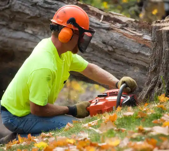 tree services South Lancaster